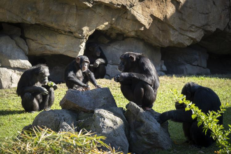 Chimpances Bioparc Valencia