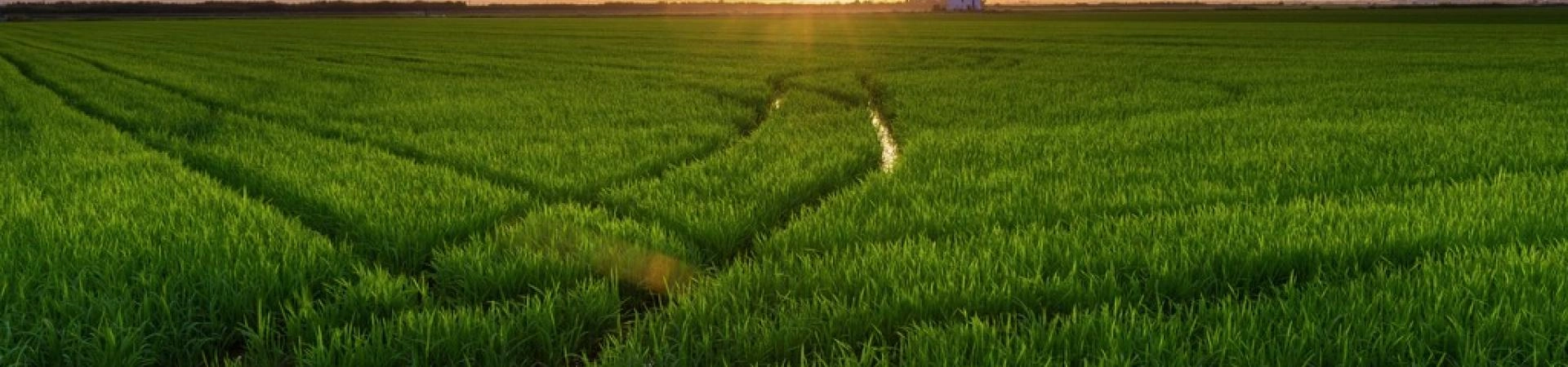 Atardecer en València