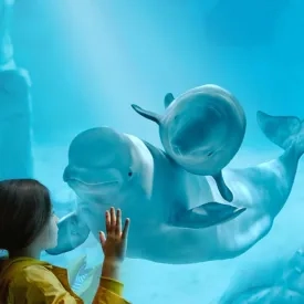 beluga oceanogràfic